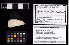 Foto (Objekt + Etikett) von Galatheoidea indet.  (NHMW-GEO-2014-0194-1001)